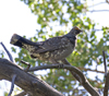 Dusky Grouse male